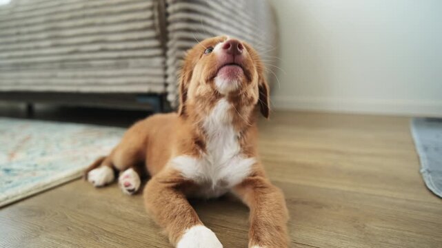 Cute Toller Puppy Yawning On A Wooden Floor In The Room