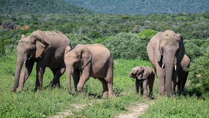 Fototapeta premium Herd of elephants with baby