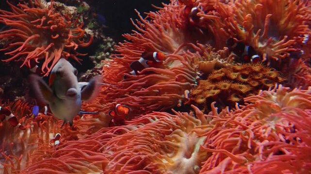 A close up view of a small, mottled blenny fish resting on a vibrant red crustose coralline algae covered rock. The scene is part of a marine ecosystem display at the Vancouver Aquarium in Stanley Par