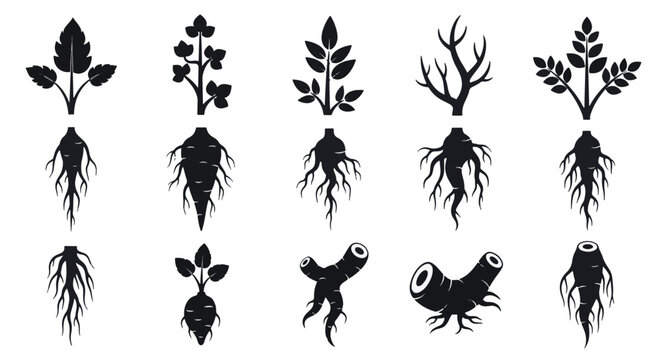 Collection of flat black plant root icons in solid silhouette style. Various root types including taproots, fibrous roots, and subterranean vegetable structures on a white background.