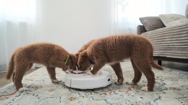 Toller Puppies Play As A Robot Vacuum Cleans The Carpet, Adorable Scene With Pets And Tech