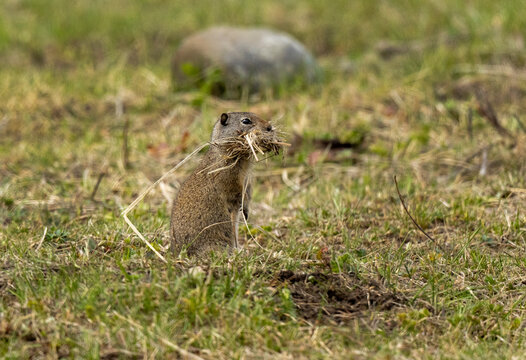 Uinta Ground Squirrel