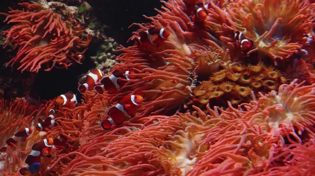 A close up shot of several bright red sea anemones and a starfish attached to a dark, rocky surface. This underwater scene captures the vivid colors and delicate textures of marine life, showcasing th