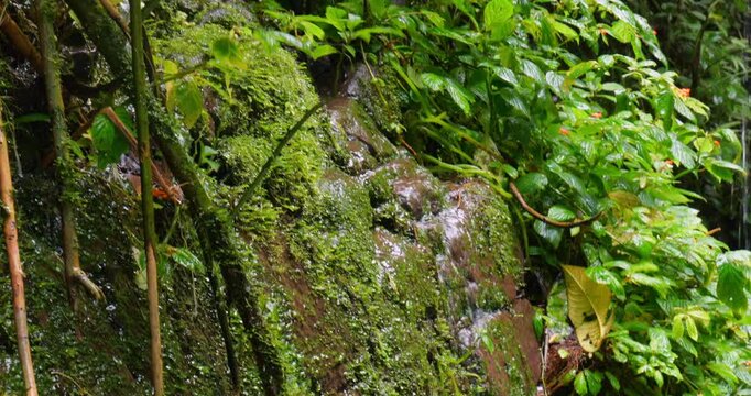 Water trickling down a humid rock face with diverse plant life  in montane rainforest on the western Andean slopes near Mindo