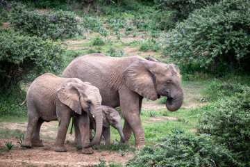 Elephant family © Lesli Woodruff