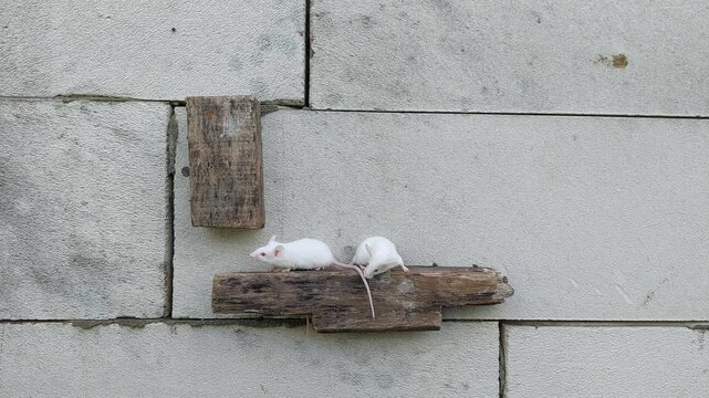 White Rats for Reptile Feed and Laboratory Research