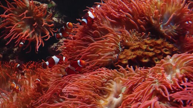 A close up shot of a vibrant red sea anemone with delicate tentacles and a red starfish resting on a dark rock. The scene captures the intricate details of marine life in an aquarium setting, showcasi