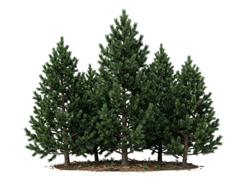 A group of lush green pine trees stand together on a patch of soil against a white background.