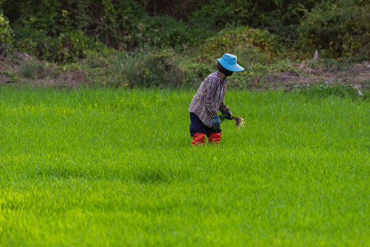 Farmer planting rice seedlings in lush green paddy field reflecting traditional agriculture rural lifestyle sustainable farming