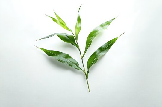single green leafy stem with glossy lance-shaped leaves on a clean white background evoking calm fresh minimal composition