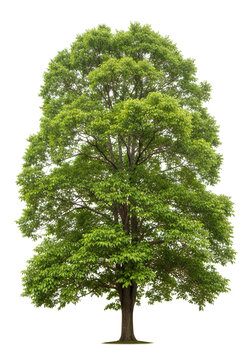 Large green leafy tree with thick trunk