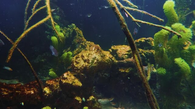 A close up shot of a school of spotted brook trout (Salvelinus fontinalis) swimming together in a freshwater aquarium.