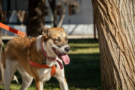 perro de paseo con su pechera y correa roja caminando en la plaza , con sus ojos cerrados y su lengua afuera 
