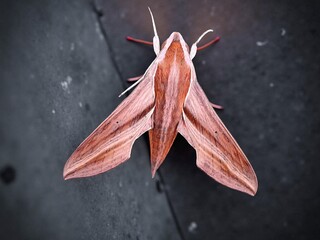 Fototapeta premium The hummingbird hawk-moth (Theretra) has a large body and slender wings with reddish-brown patterns and dark stripes.
