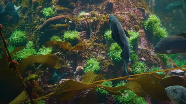 A close up shot of a school of colorful Boeseman's rainbowfish (Melanotaenia boesemani) swimming gracefully in a freshwater aquarium.