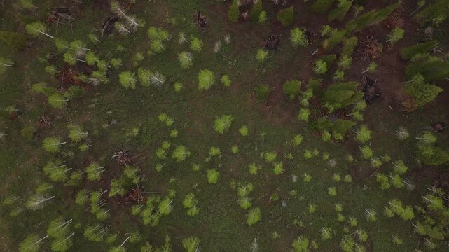 Top down aerial over pine trees in spring in Uinta National Forest in Utah