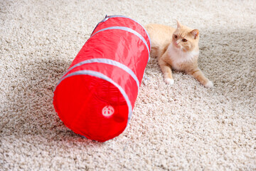 Fototapeta premium Cute cat resting on carpet and toy tunnel at home