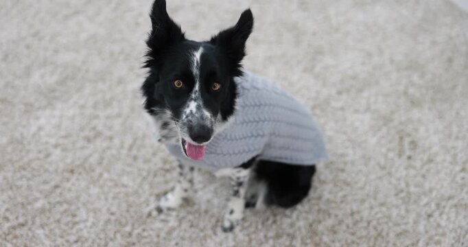 Pet's clothes. Cute Border Collie dog wearing grey sweater indoors