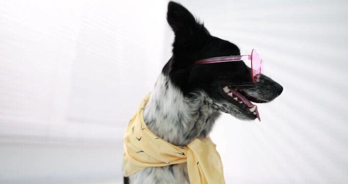 Pet's clothes. Cute Border Collie dog wearing scarf and sunglasses indoors