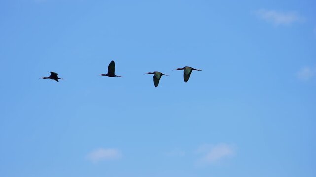 Ibis birds flying in a row through the blue sky in Utah during spring in slow motion.
