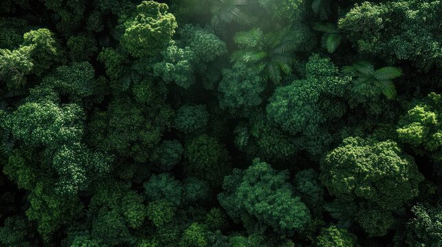 aerial view of dense lush green forest canopy with sunlit treetops, serene and vibrant