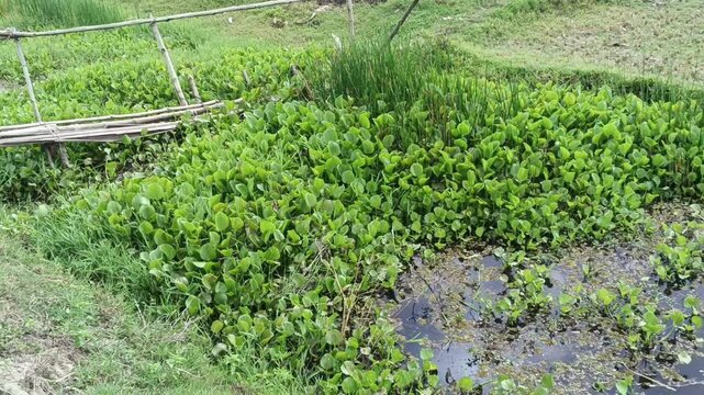 Rustic bamboo bridge over water hyacinth in rural landscape