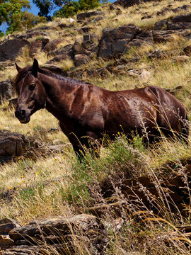 Caballo de las sierras