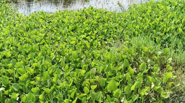 Dense green water hyacinth plants covering a pond surface