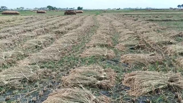 Bundles of harvested rice straw in a muddy field
