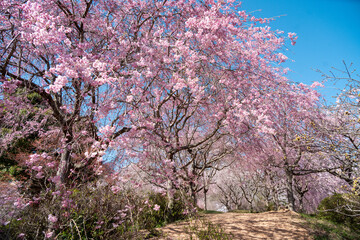 Fototapeta premium 満開のしだれ桜園