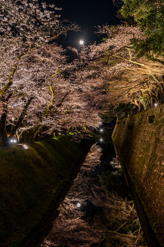 金沢城の夜桜が堀に写る