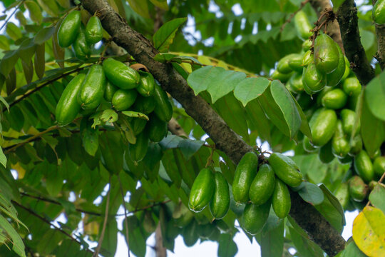 Averrhoa bilimbi, commonly known as bilimbi or belimbing wuluh. The fruits are extremely acidic and sour. Leaves and fruits are utilized for various traditional medicinal purposes.