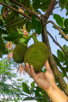 hand holding a growing jackfruit directly on the tree branch. A hand is cupping the larger fruit from underneath demonstrating its size and showing that it is still actively growing on the branch