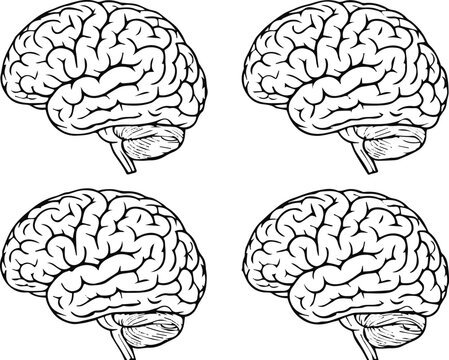 brain vector illustration left view neuroanatomy schematic set