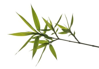 Fototapeta premium Fresh Green Bamboo Branch with Leaves Isolated on White Background for Spa and Wellness Design