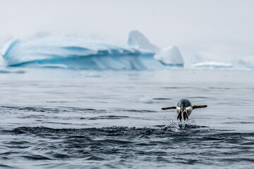 Flying penguin © Pat