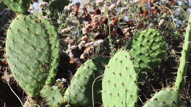 Cactus Group With Flowers In Sunlight