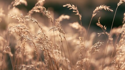 Fototapeta premium Light Coffee Dried Spike Grass Wilderness, Retro Pastoral Wild Plant Widescreen Scene
