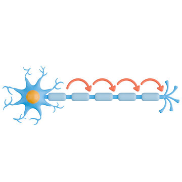 Mechanism and Direction of Nerve Impulse Propagation in a Neuron 3d illustration.