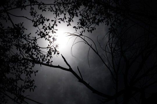 Moonlight Through Tree Branches Silhouette