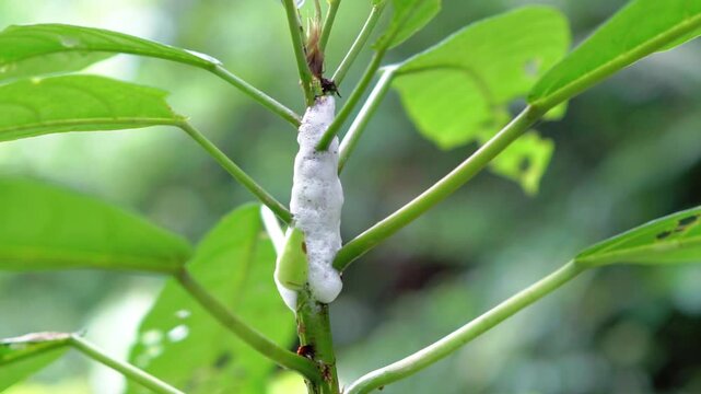 Frog egg foam on a tree. Tree frogs usually hatch nests after breeding, amphibians try to adapt to life in the environment