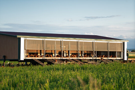 Modern free-range chicken farm building surrounded by green fields during golden hour in a rural agricultural landscape