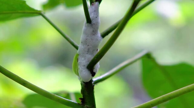 Frog egg foam on a tree. Tree frogs usually hatch nests after breeding, amphibians try to adapt to life in the environment
