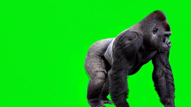 Gorilla Walking Diagonally Toward Foreground with Realistic Primate Movement Green Screen Chroma Key Asset
