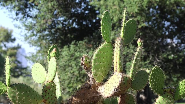 Catus In Sunlight With Park Trees
