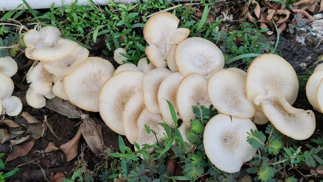 The mushrooms have a distinct funnel or fan-like shape, characteristic of oyster mushrooms (Pleurotus species).
