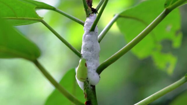 Frog egg foam on a tree. Tree frogs usually hatch nests after breeding, amphibians try to adapt to life in the environment