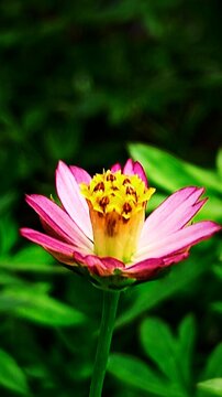 Nature beauty macro shot of _Cosmos caudatus_with pink petal flower.