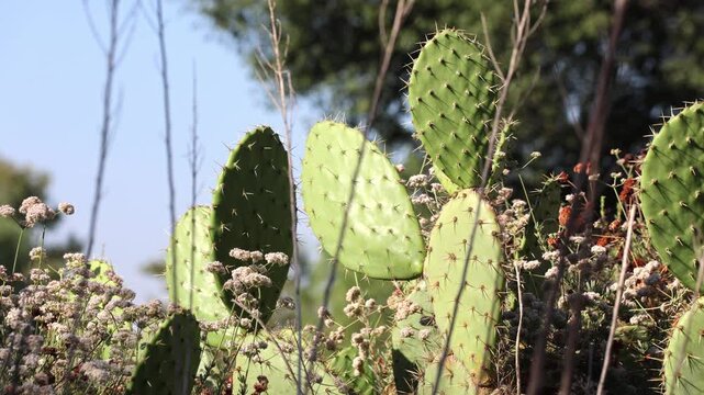 Cactus Park With Trees In Sunlight