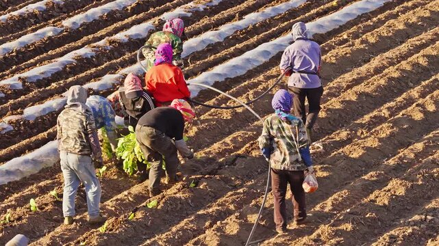 Large-scale artificial cultivation of crops
